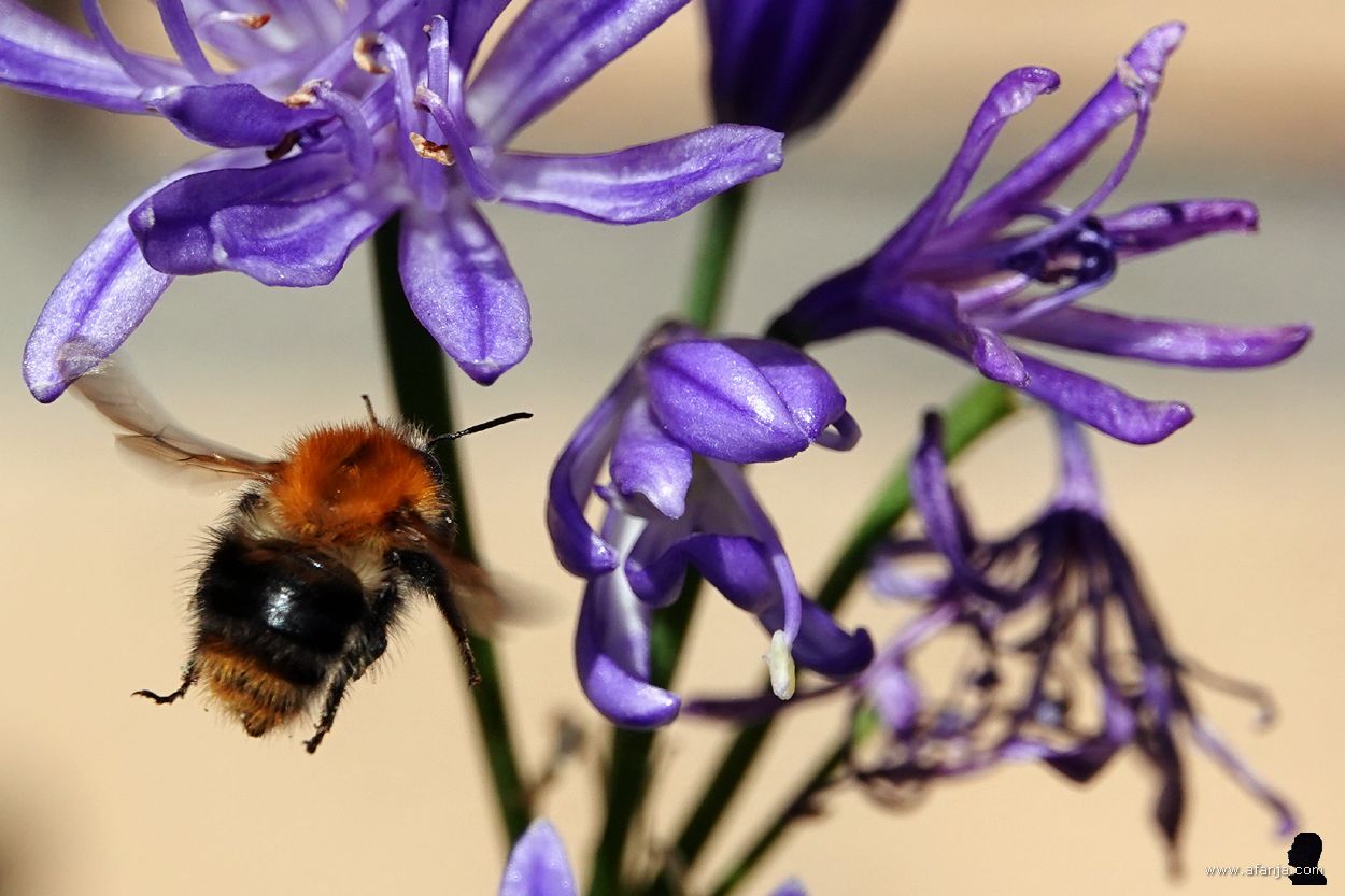 akkerhommel hangt in de lucht bij een agapantus