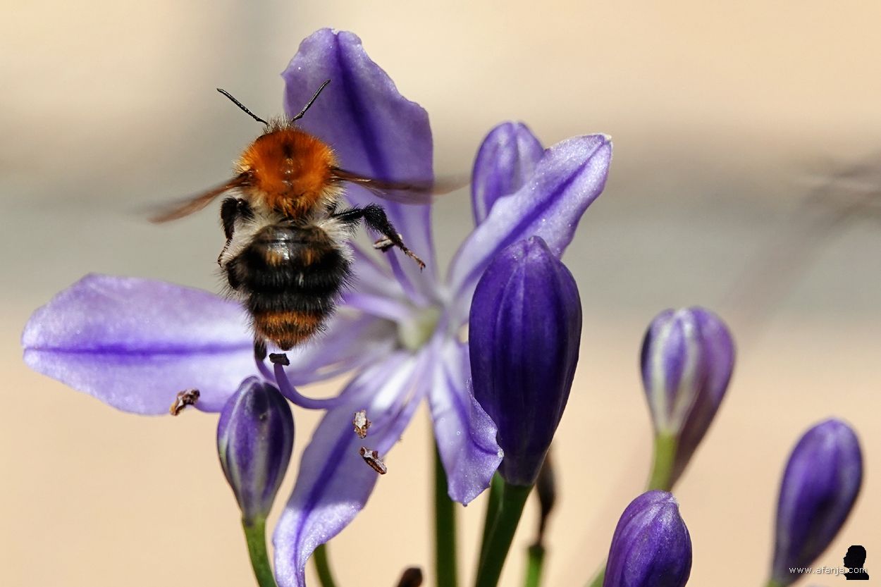 akkerhommel hangt in de lucht bij een agapantus