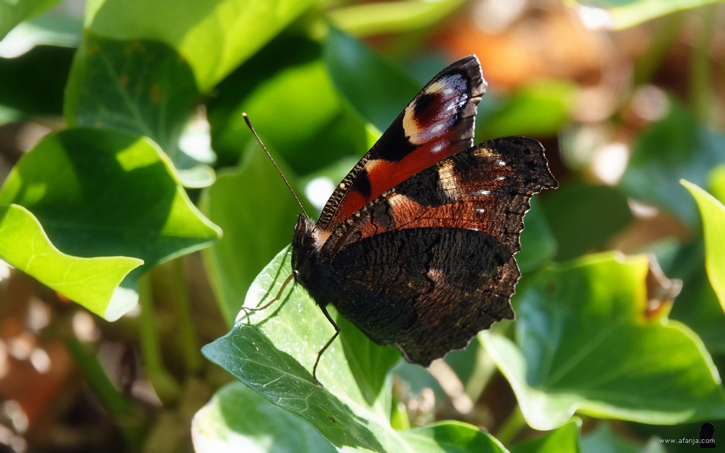 dagpauwoog op de klimop