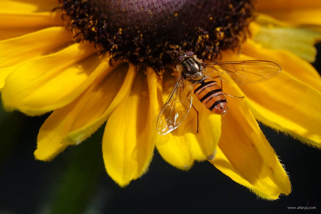 snorzweefvlieg op een zonnehoed
