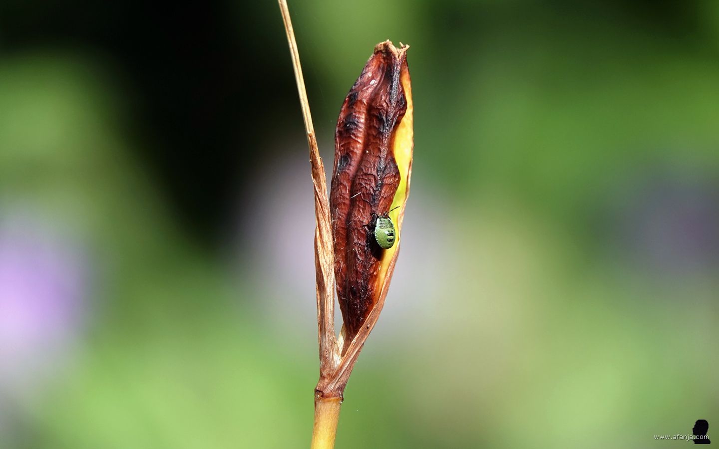 een kleine groene schildwants kruipt omhoog op het zaaddoosje van de blauwe iris