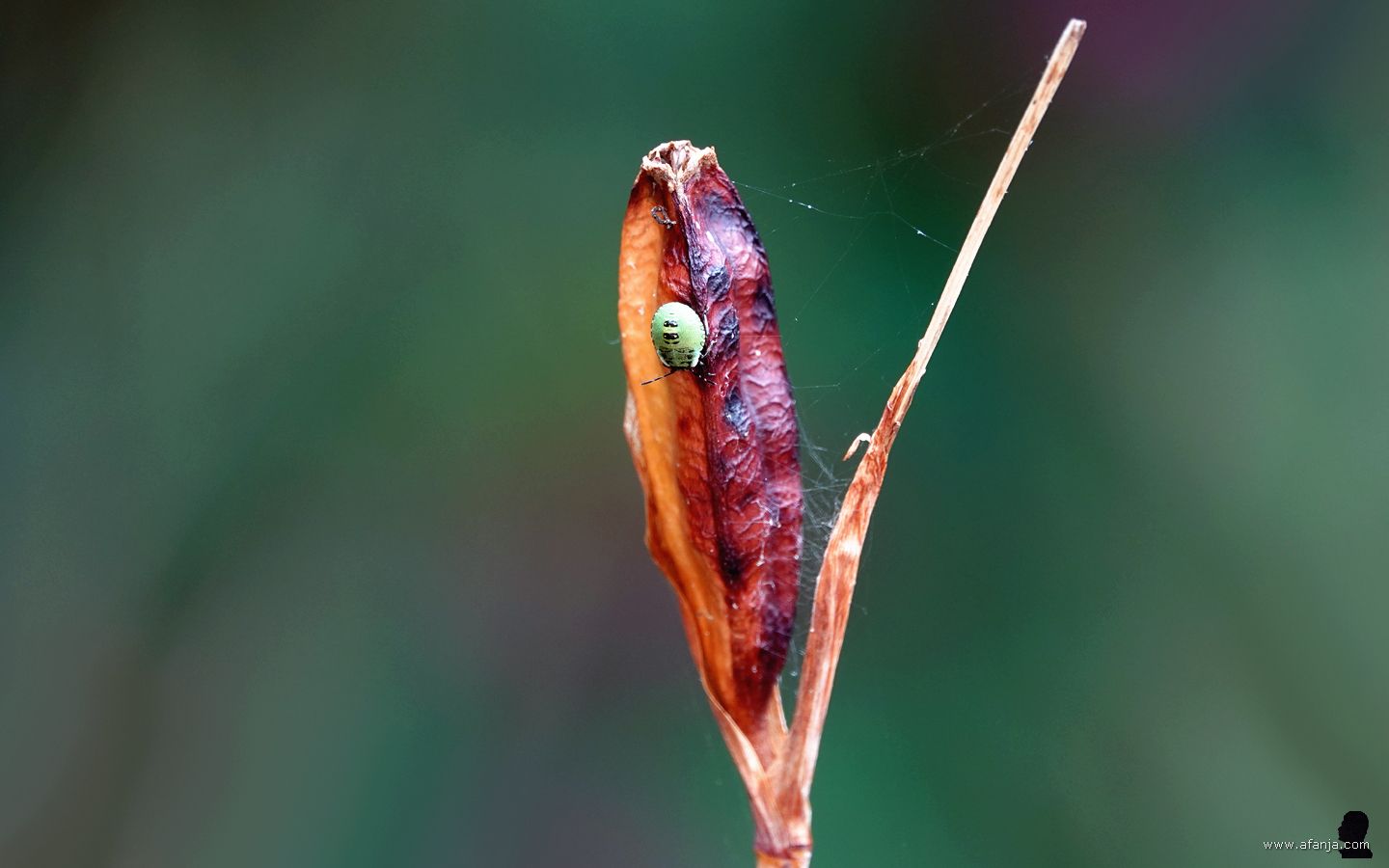 een kleine groene schildwants kruipt omlaag op het zaaddoosje van de blauwe iris