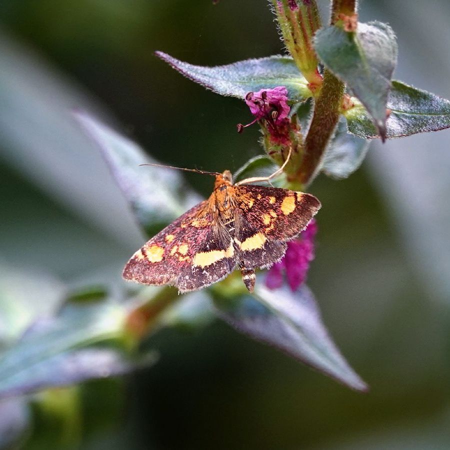 een muntvlindertje op de kattenstaart