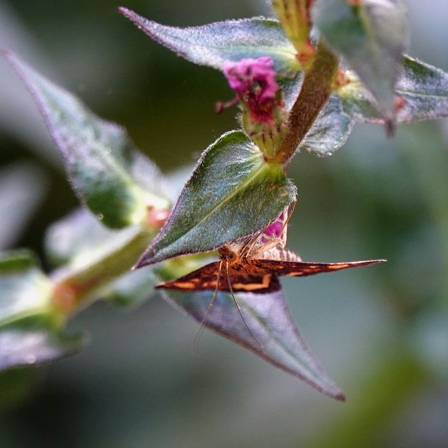 een muntvlindertje hangt ondersteboven aan de kattenstaart