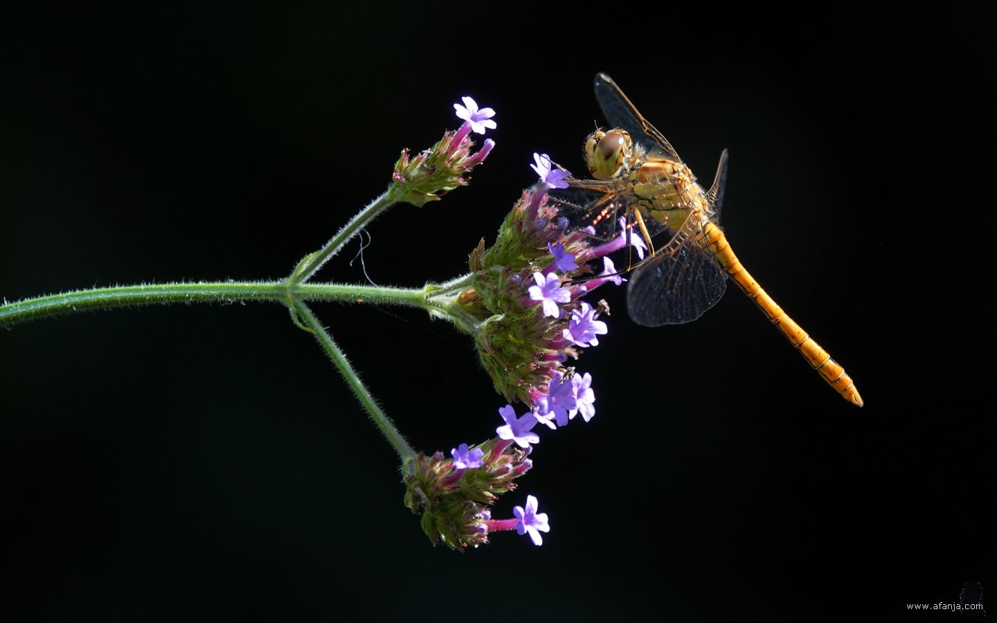 een heidelibel op de bloemen van de ijzerhard