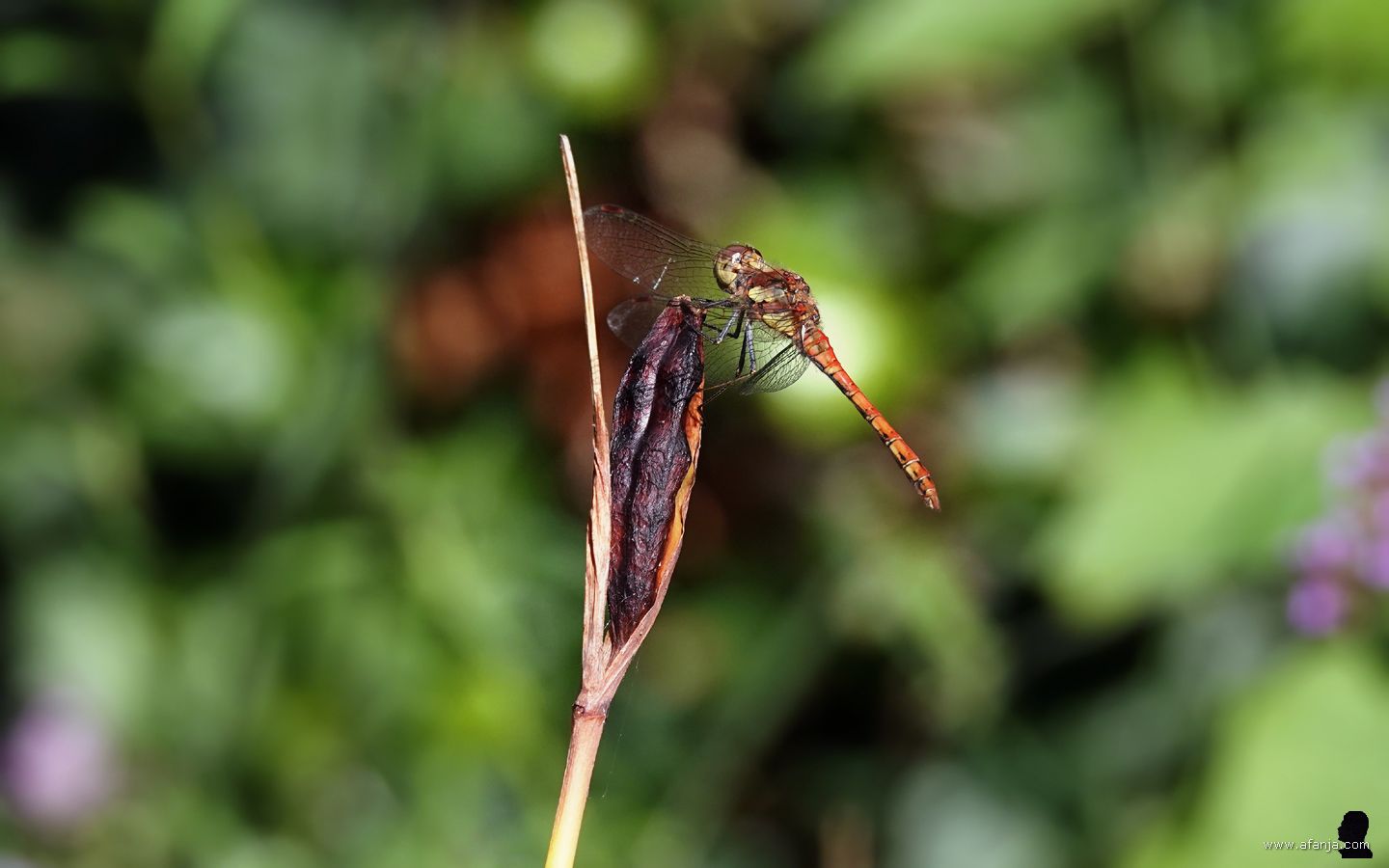 een heidelibel op een zaaddoosje van de blauwe iris