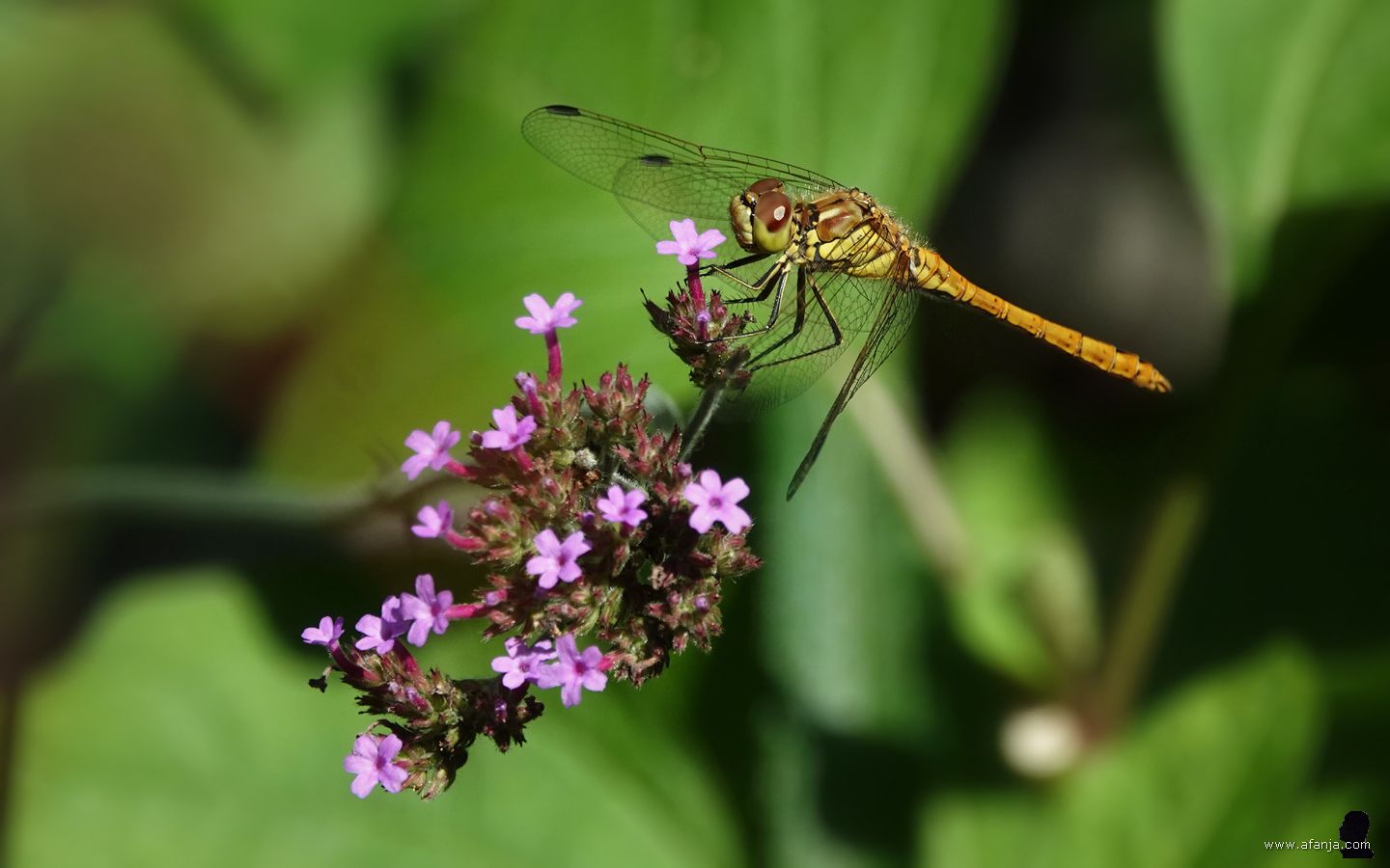 een heidelibel op de bloemen van de ijzerhard