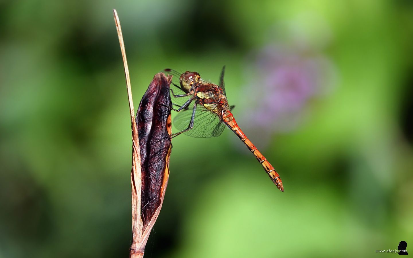 een heidelibel op een zaaddoosje van de blauwe iris