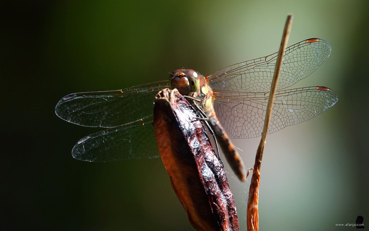 een heidelibel op een zaaddoosje van de blauwe iris