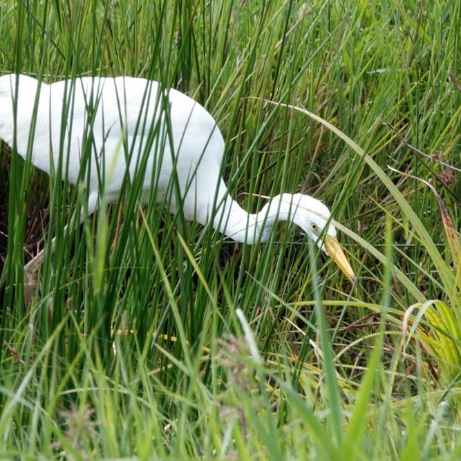 een vissende grote zilverreiger loopt door een slootje