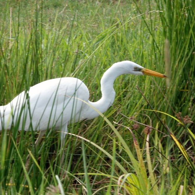 een vissende grote zilverreiger loopt door een slootje