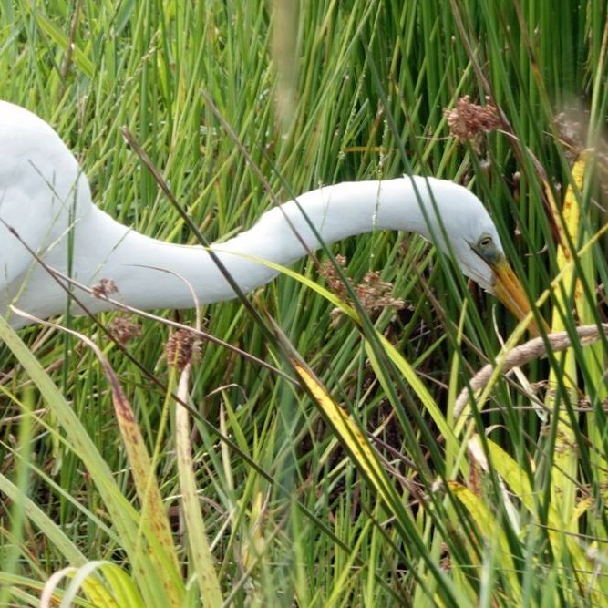 een vissende grote zilverreiger loopt door een slootje
