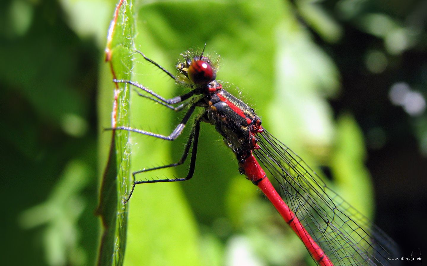 een vuurjuffer in de tuin