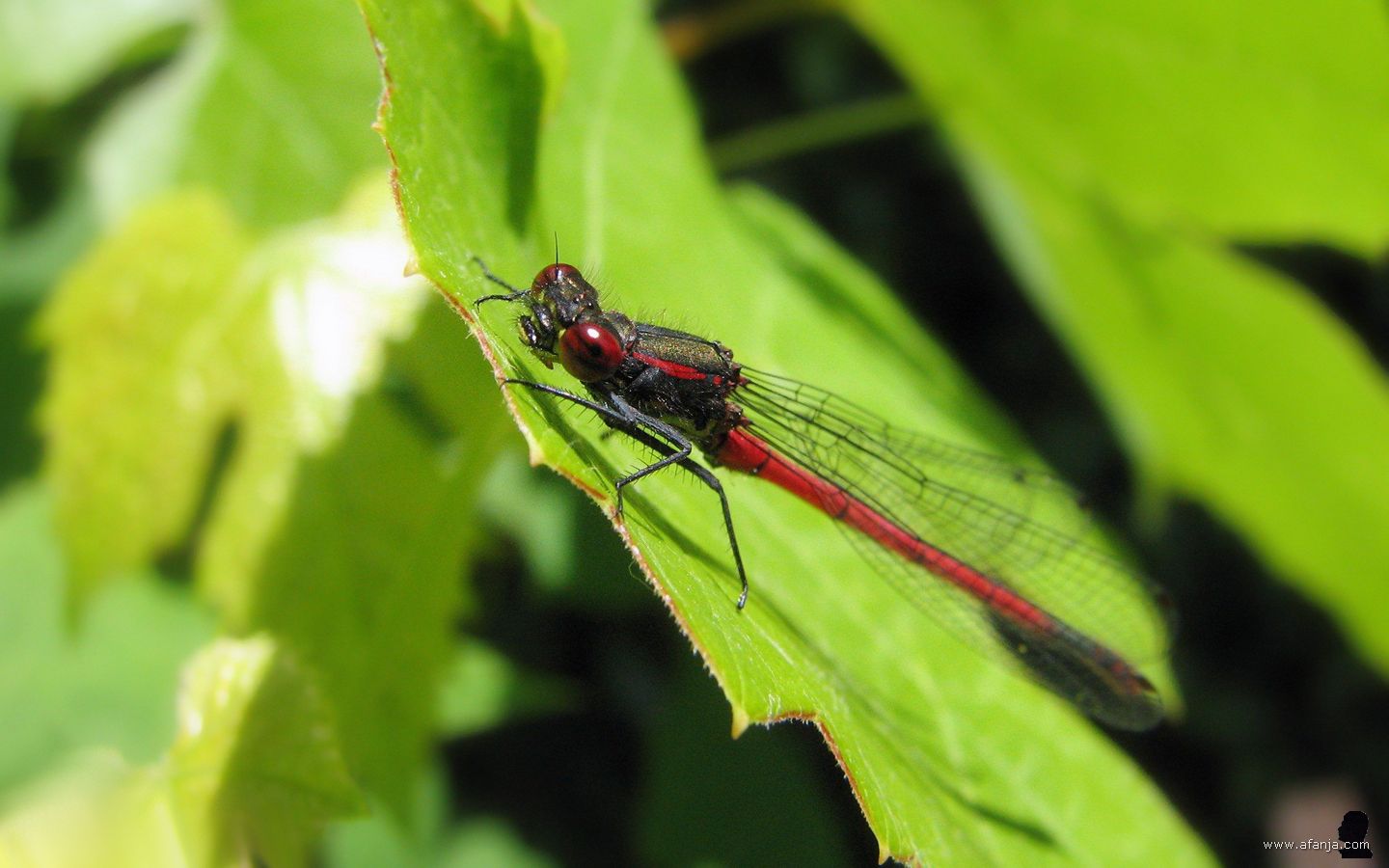 een vuurjuffer in de tuin
