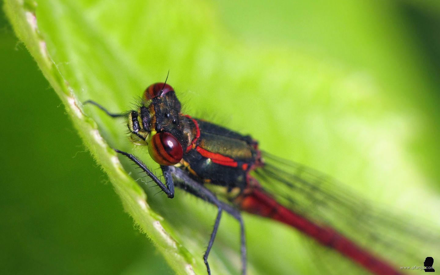 een vuurjuffer in de tuin