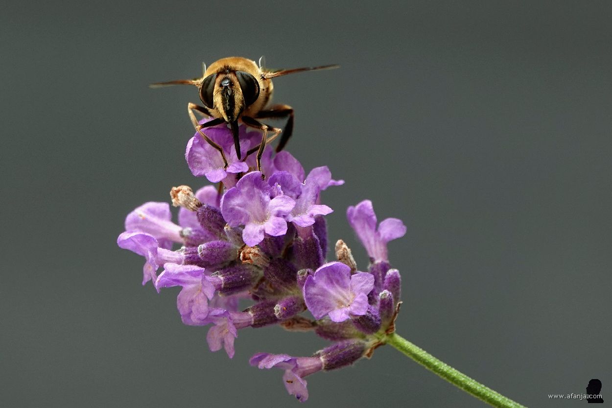 honingbij(?) op lavendel