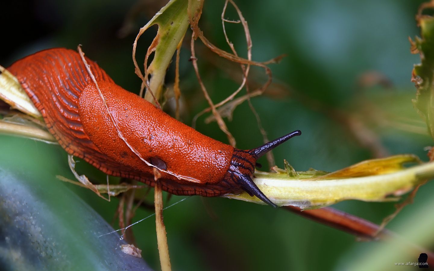 een rode wegslak op de bladstengel van een hosta