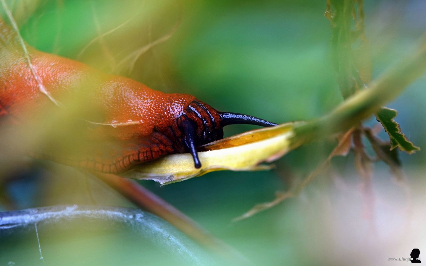 een rode wegslak vreet aan de bladstengel van een hosta