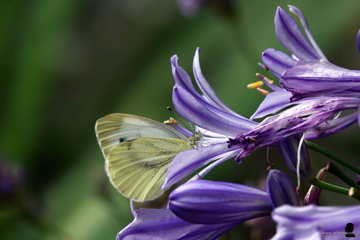 geaderd witje duikt in de agapantus
