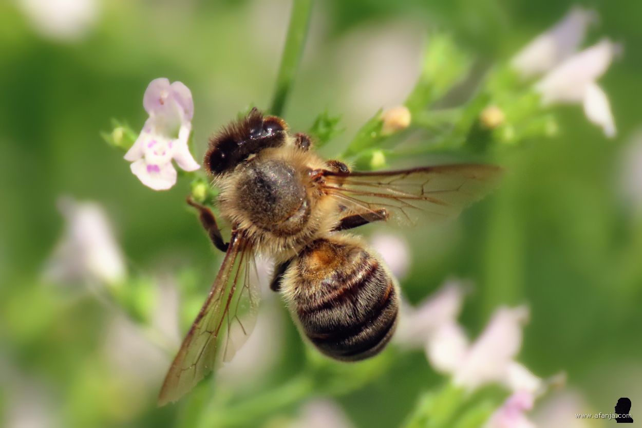 honingbij bij de kleine bergsteentijm