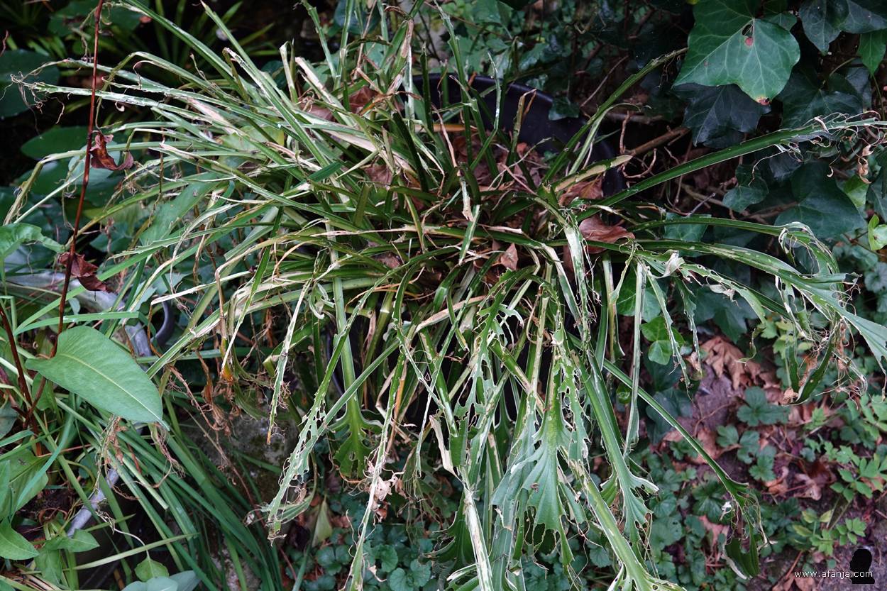 de trieste restanten van de hosta bij de vijver