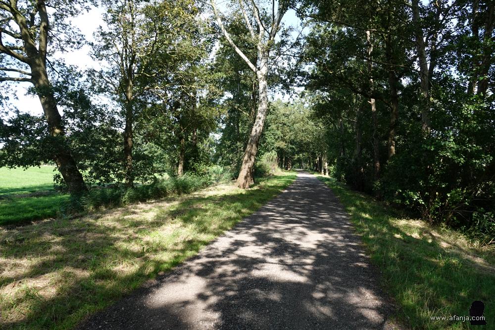 een pad tussen bomen en weilanden
