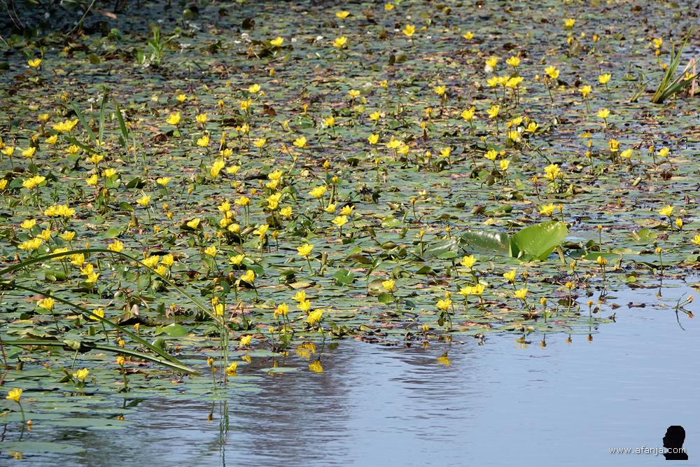gele bloemetjes steken boven de waterspiegel uit