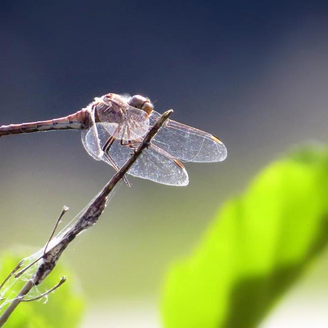 een (steenrode?) heidelibel op een takje
