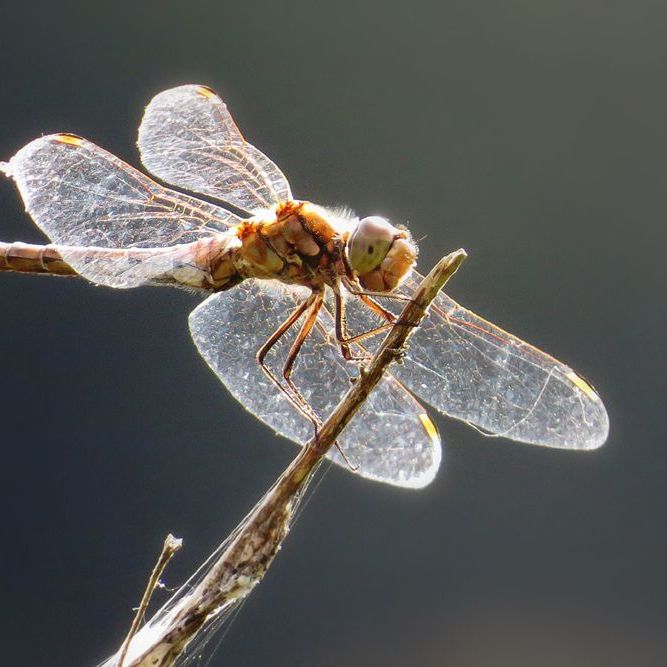een (steenrode?) heidelibel op een takje