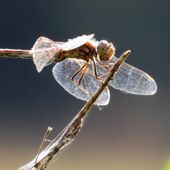 een (steenrode?) heidelibel op een takje