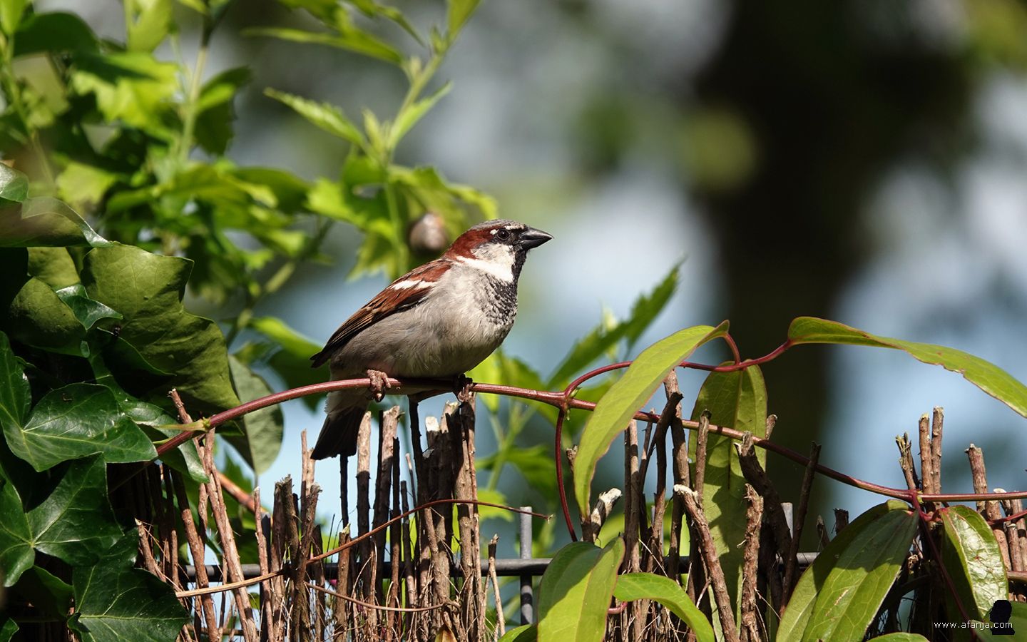 een huismus kijkt om zich heen vanaf de heidemat schutting