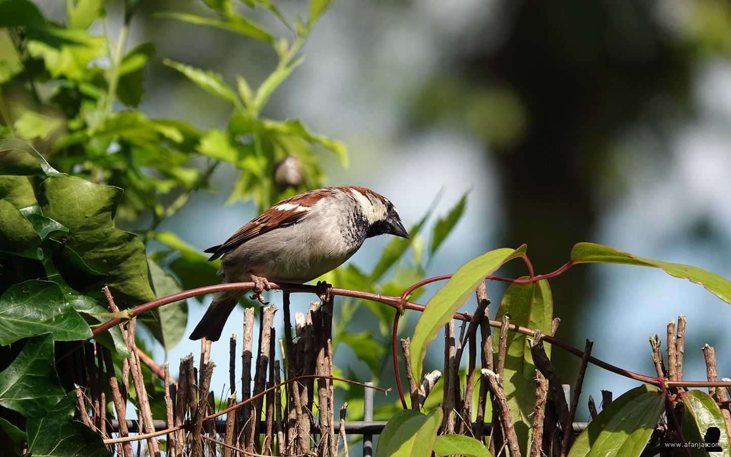 een huismus kijkt om zich heen vanaf de heidemat schutting
