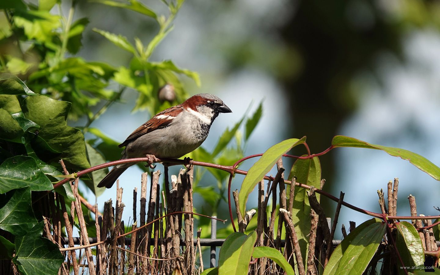 een huismus kijkt om zich heen vanaf de heidemat schutting
