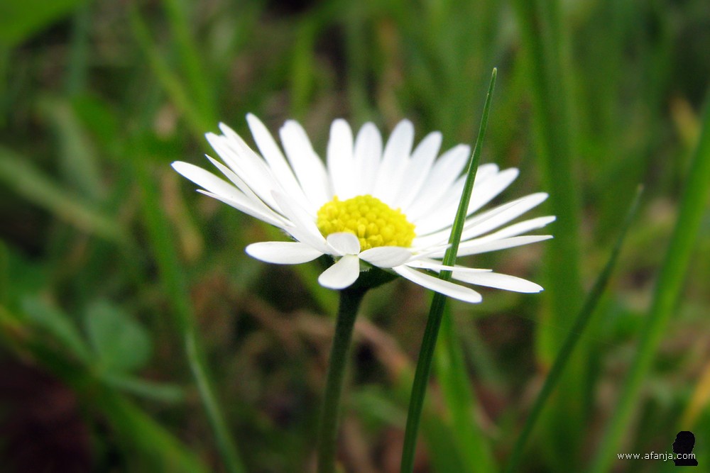 een madeliefje met een grassprietje