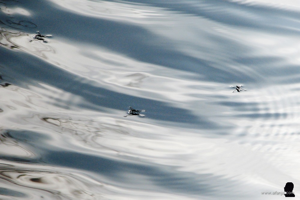 schaatsenrijders op het wateroppervlak