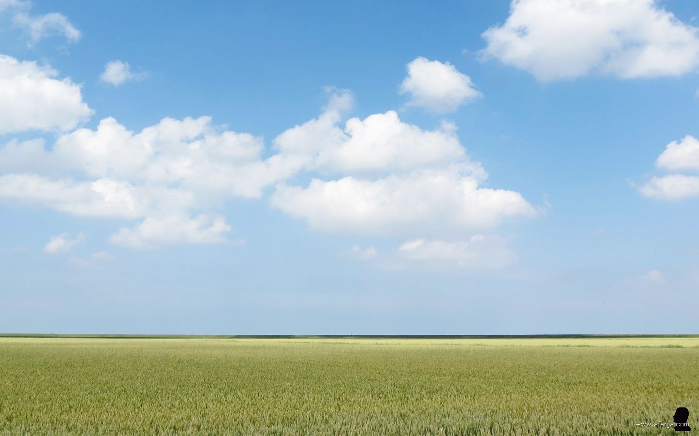 Waddengraan, de smaakvolle leegte van het Waddengebied