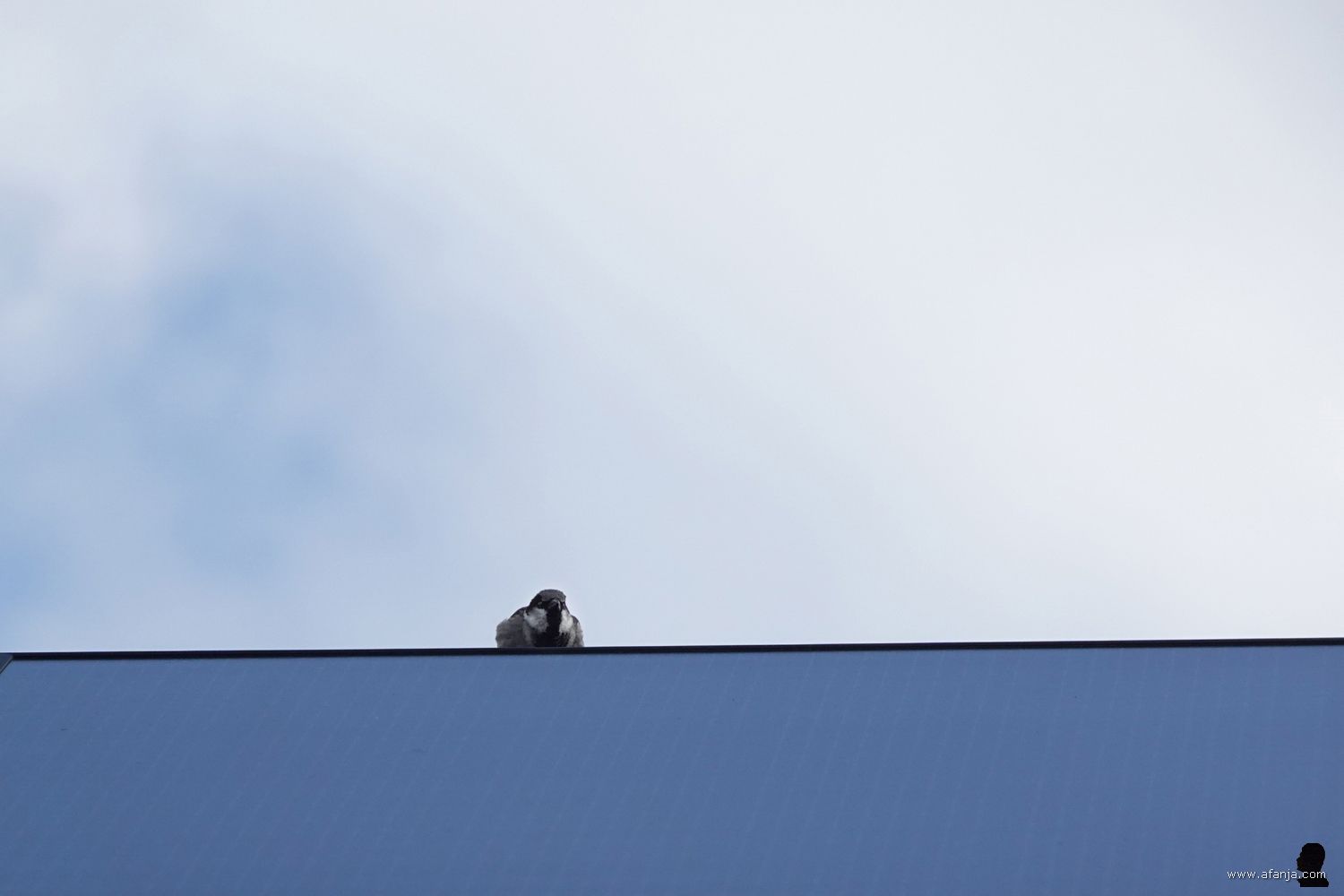 een huismus zit op de nok van het dak