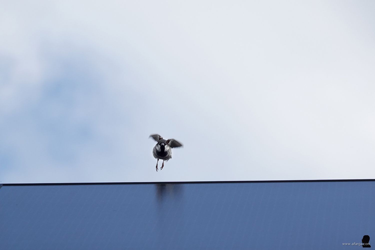 een huismus vliegt op van de nok van het dak