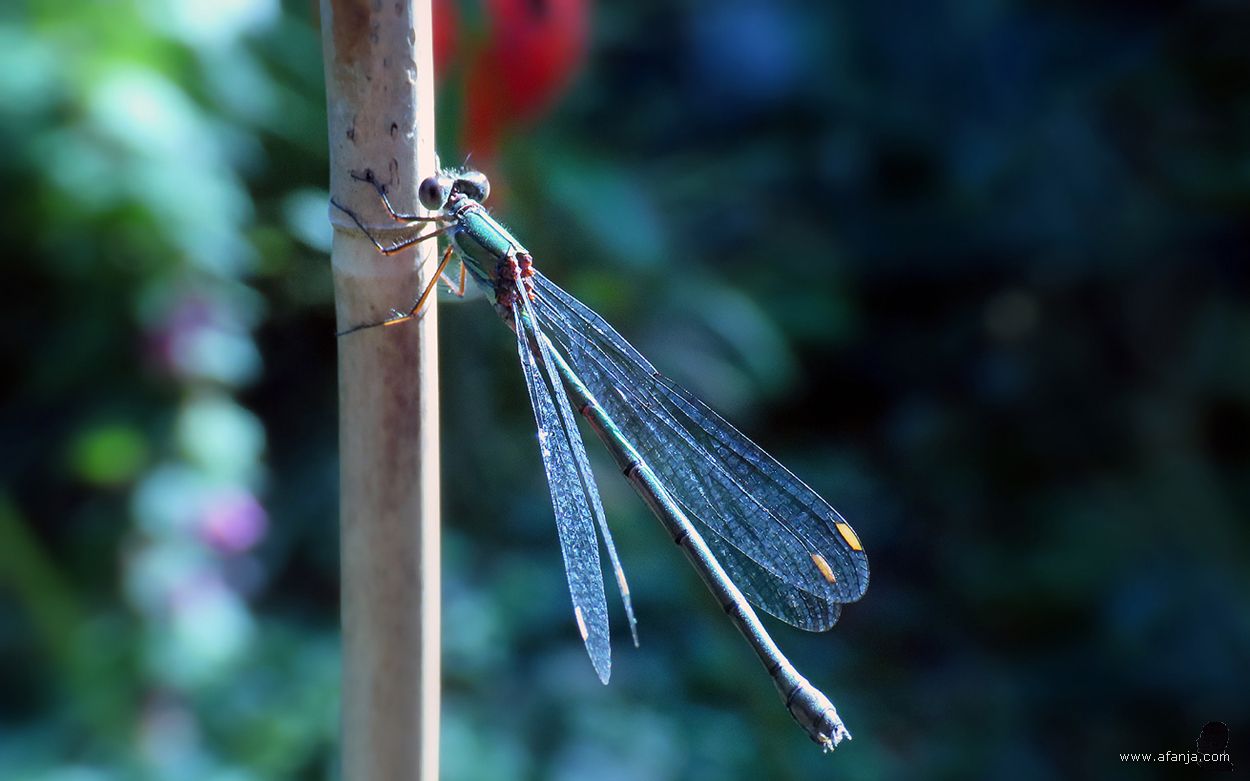 er hangt een houtpantserjuffer aan een stokje