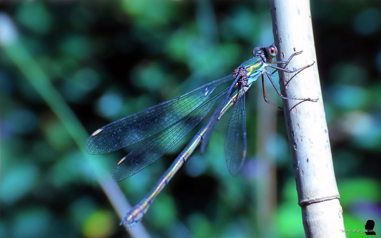 er hangt een houtpantserjuffer aan een stokje