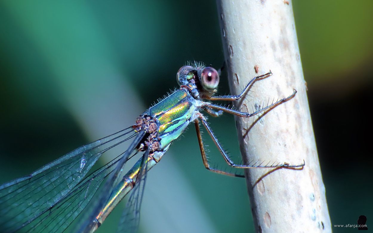 er hangt een houtpantserjuffer aan een stokje