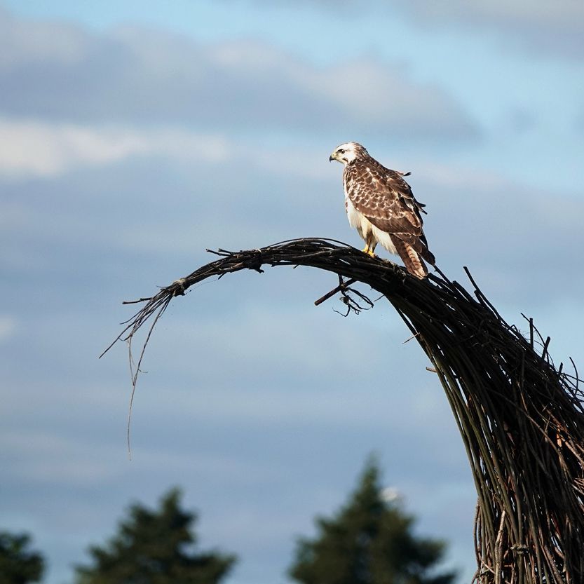 close-up van de buizerd op de wilgentenen kraanvogel