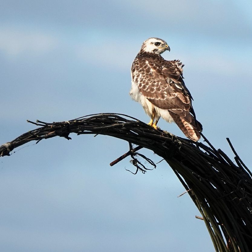 nog een close-up van de buizerd op de wilgentenen kraanvogel