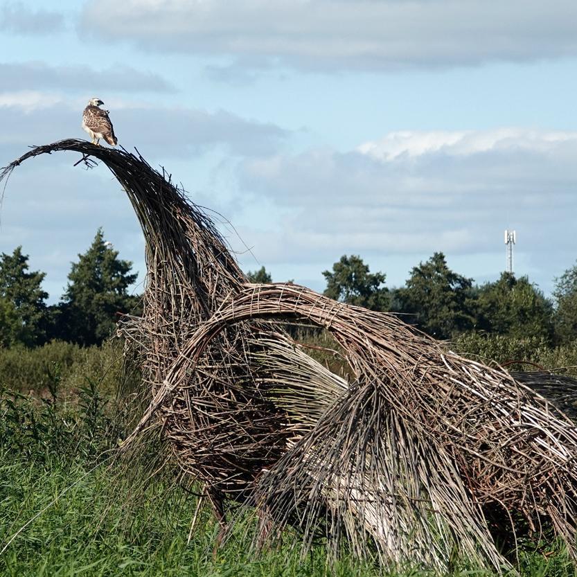 de buizerd op de wilgentenen kraanvogel kijkt achterom