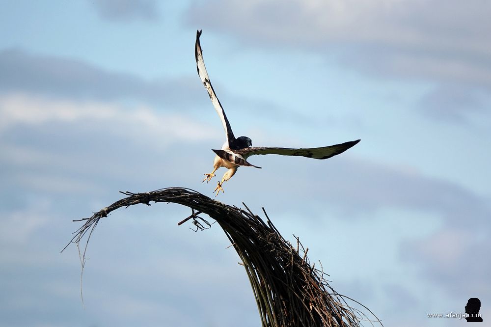 een opvliegende buizerd