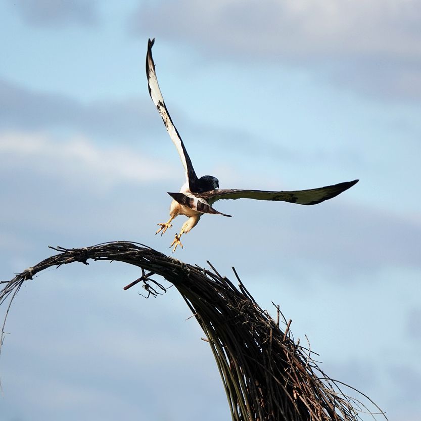 de buizerd vliegt op van de wilgentenen kraanvogel