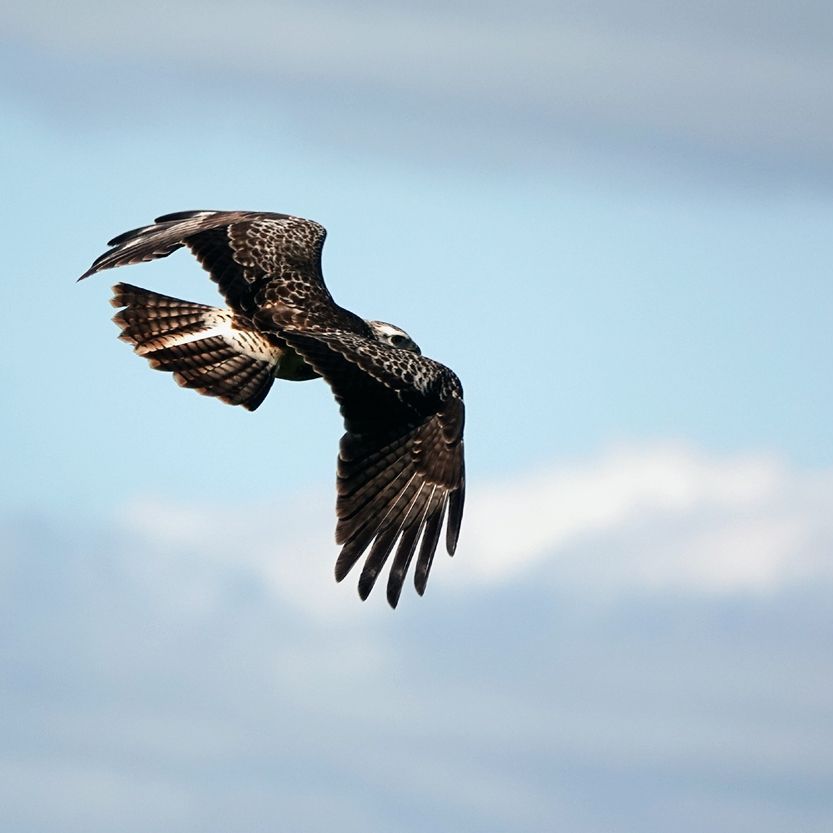 de buizerd vliegt weg van de wilgentenen kraanvogel
