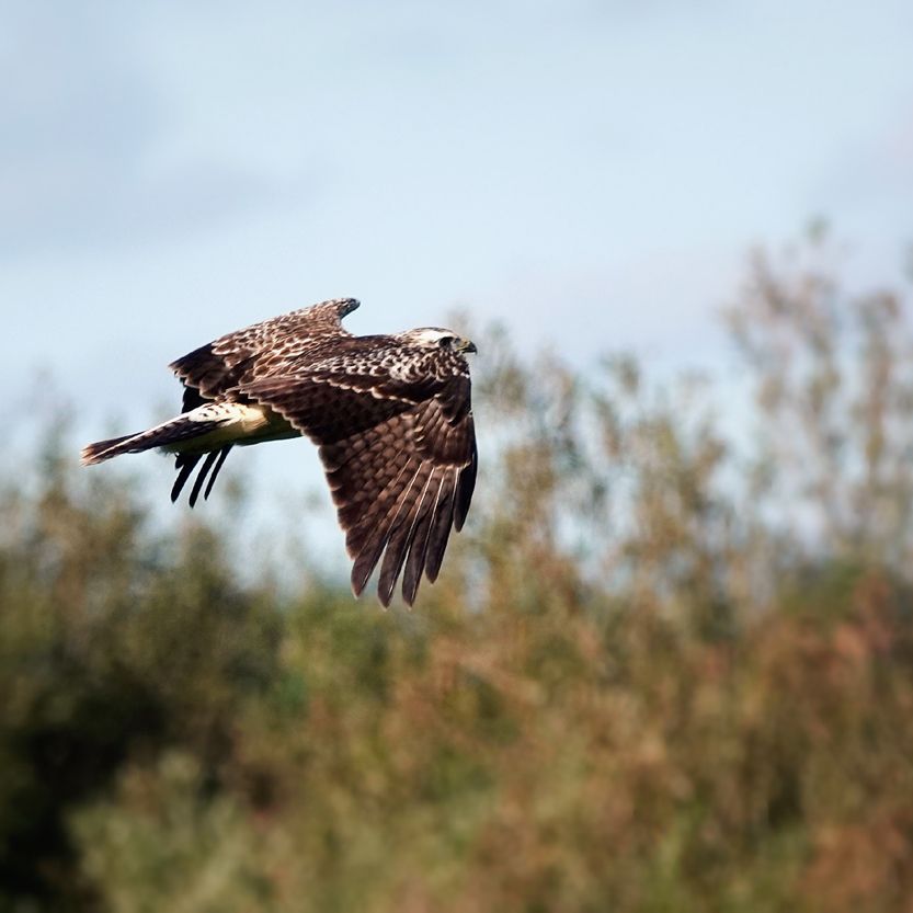 de buizerd vliegt weg met op de achtergrond een bosschage