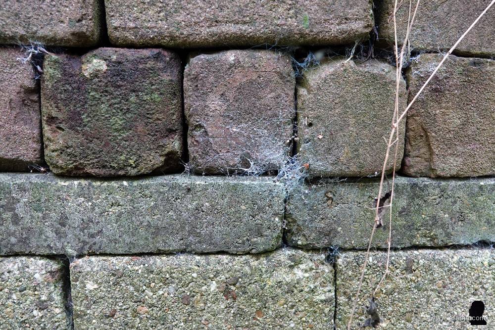 de spleten tussen de stenen herbergen tal van kleine beestjes