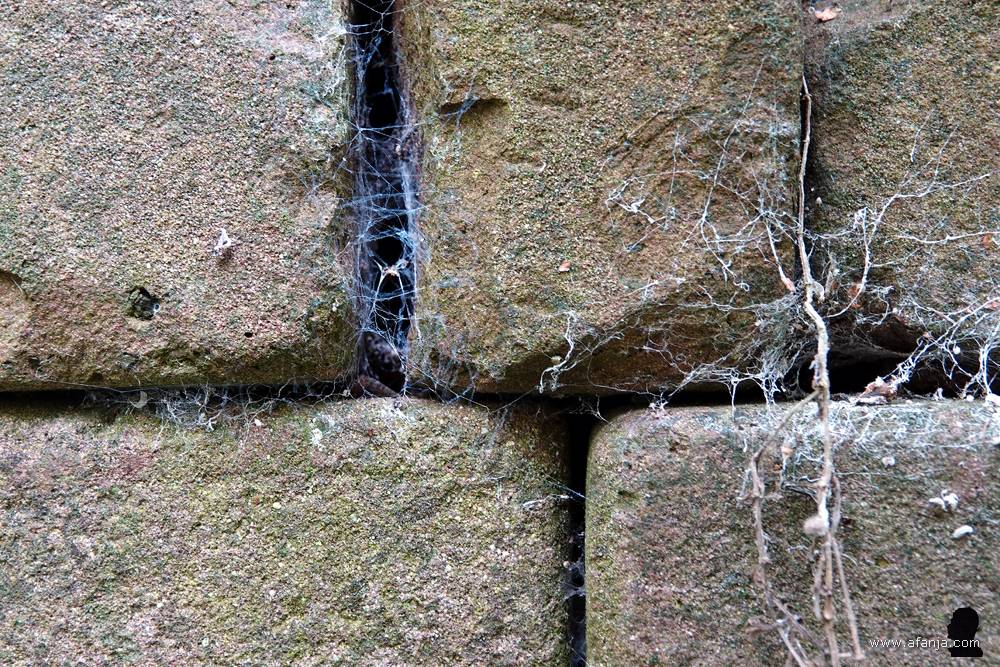 de spleten tussen de stenen herbergen tal van kleine beestjes